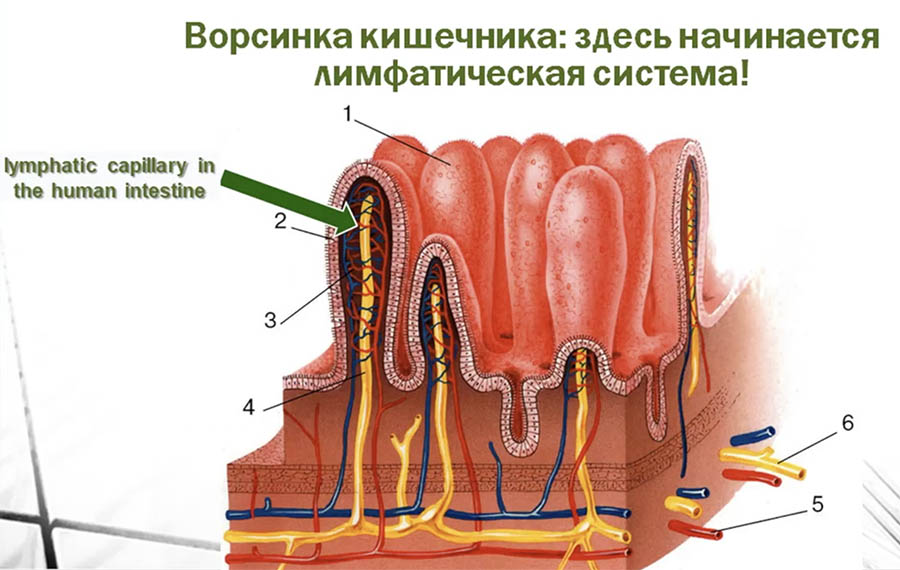 Для чего стенки тонкого кишечника человека образуют ворсинки